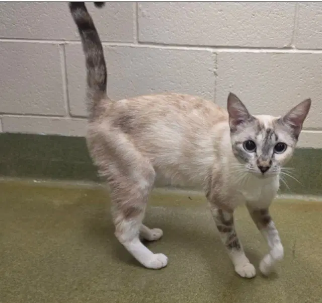 Coco - Domestic Short Hair