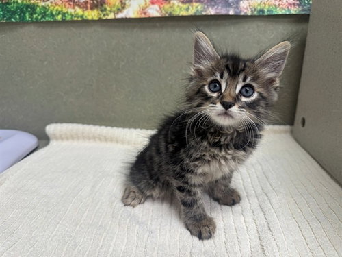 A554266, a cat for adoption from Moreno Valley Animal Shelter