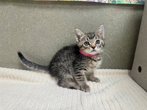 A554270, a cat for adoption from Moreno Valley Animal Shelter