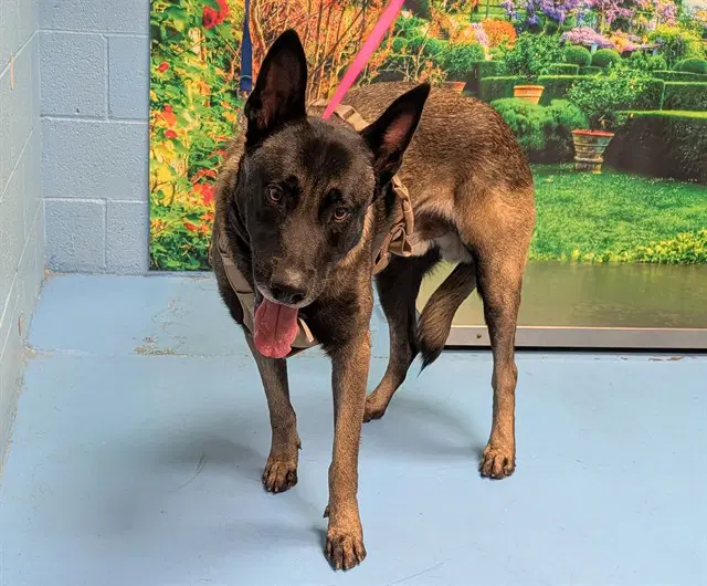 Unknown - Belgian Shepherd Malinois