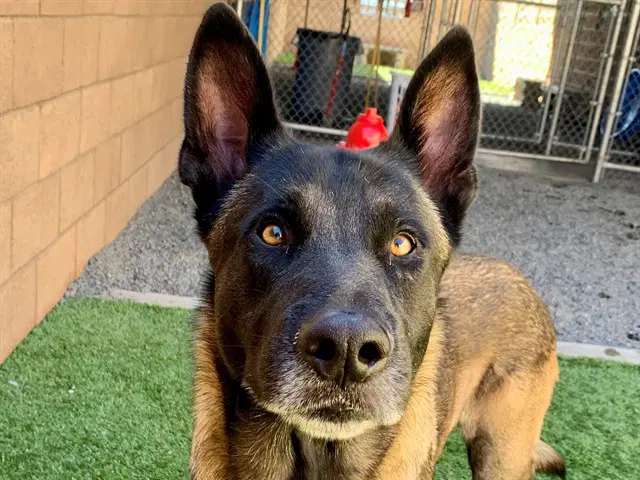 Unknown - Belgian Shepherd Malinois