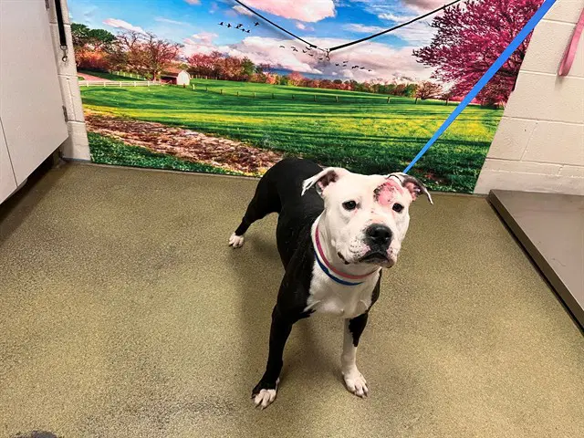 Unknown - Pit Bull Terrier