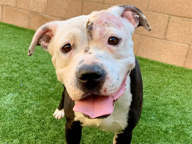 Unknown - Pit Bull Terrier
