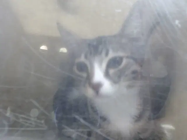 Unknown - Domestic Short Hair