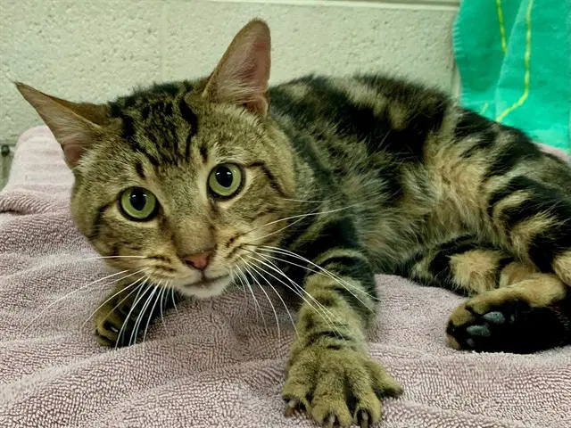 Unknown - Domestic Short Hair