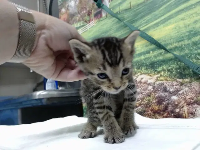 Simba - Domestic Short Hair