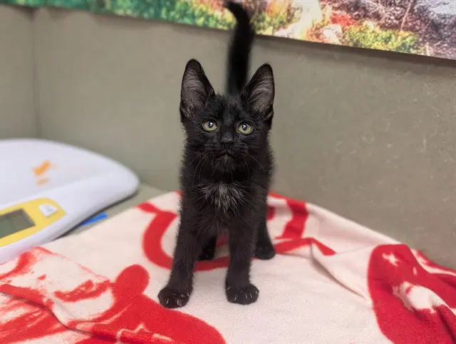 Unknown - Domestic Short Hair