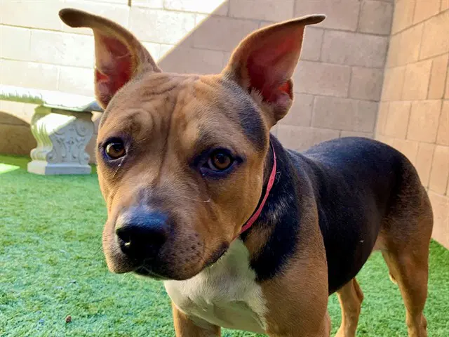 Lannie - Pit Bull Terrier