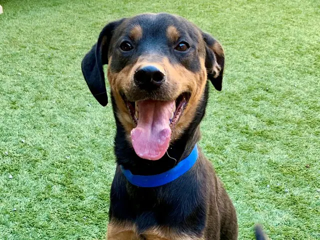 Tug - Manchester Terrier