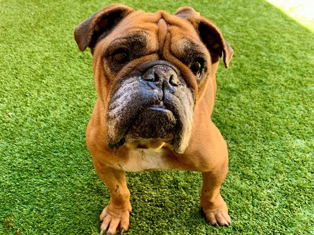 Queen Victoria - English Bulldog