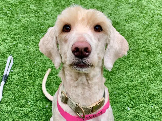 Colette - Poodle (Standard)
