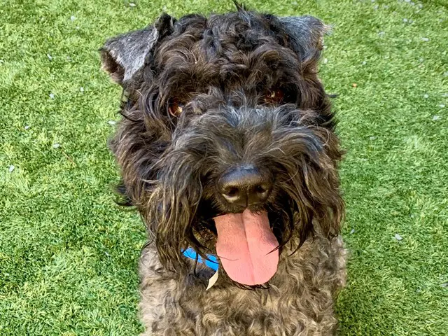 Winkey - Schnauzer