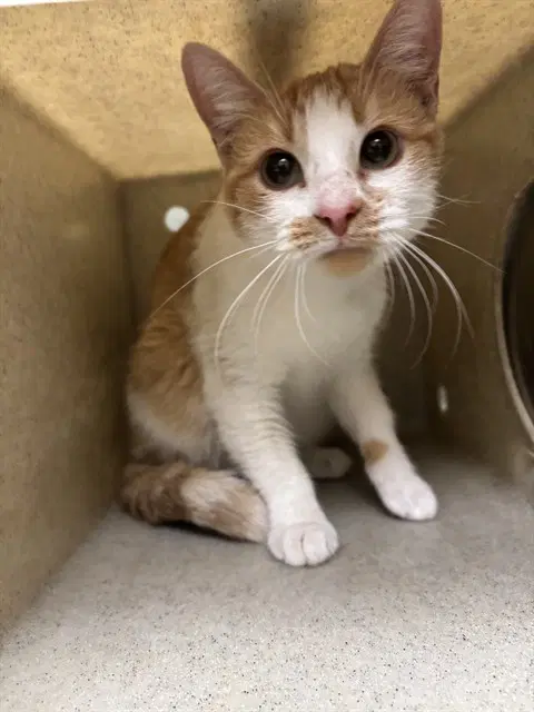 Minnie - Domestic Short Hair
