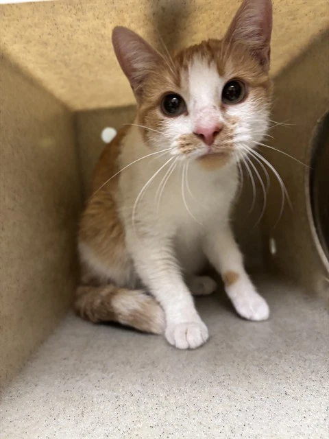 Minnie