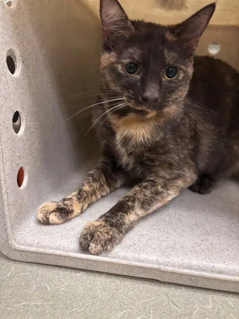 Brownie - Domestic Short Hair