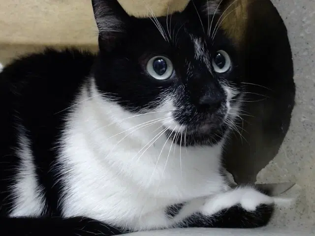 Unknown - Domestic Short Hair
