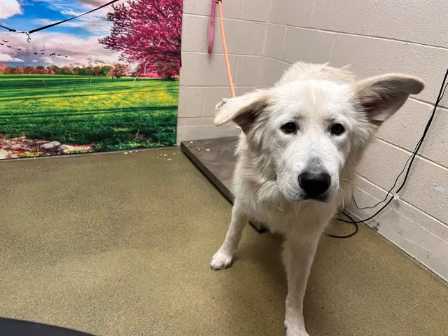 Unknown - Great Pyrenees