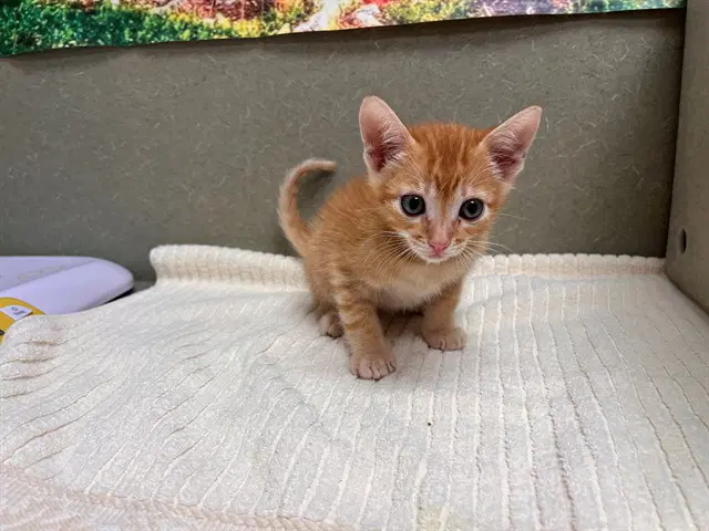 Unknown - Domestic Short Hair