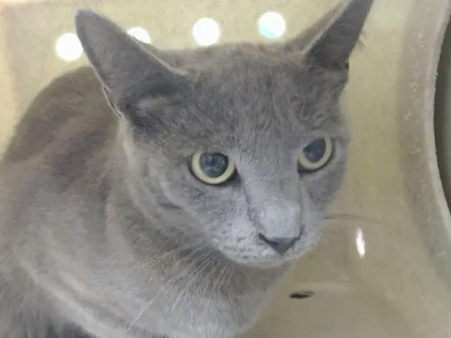 Unknown - Domestic Short Hair