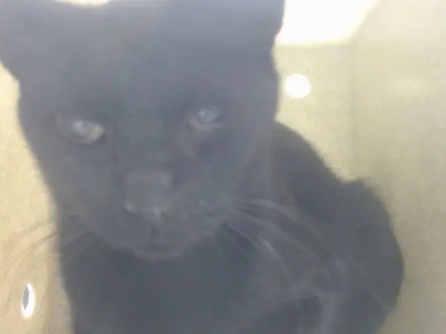 Unknown - Domestic Short Hair