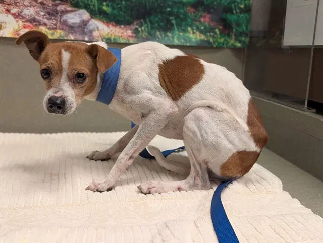 Unknown - Parson Russell Terrier