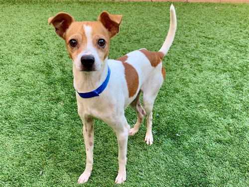 Jacko, Parson Russell Terrier / Mixed (medium coat)