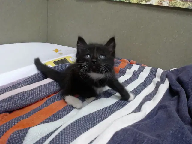 Unknown - Domestic Medium Hair