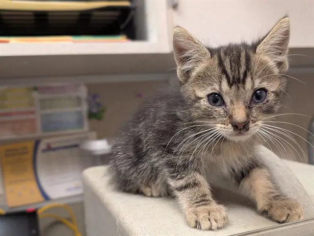 Unknown - Domestic Short Hair