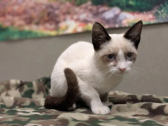 Unknown - Domestic Short Hair