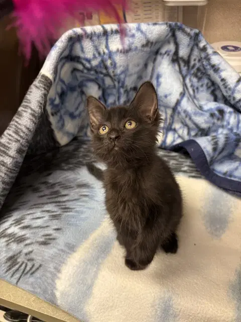 Unknown - Domestic Medium Hair