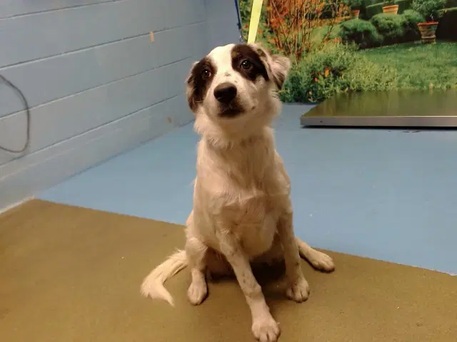 Unknown - Border Collie