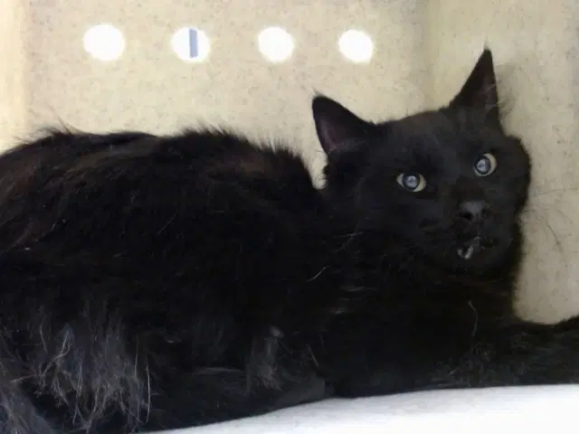 Unknown - Domestic Medium Hair