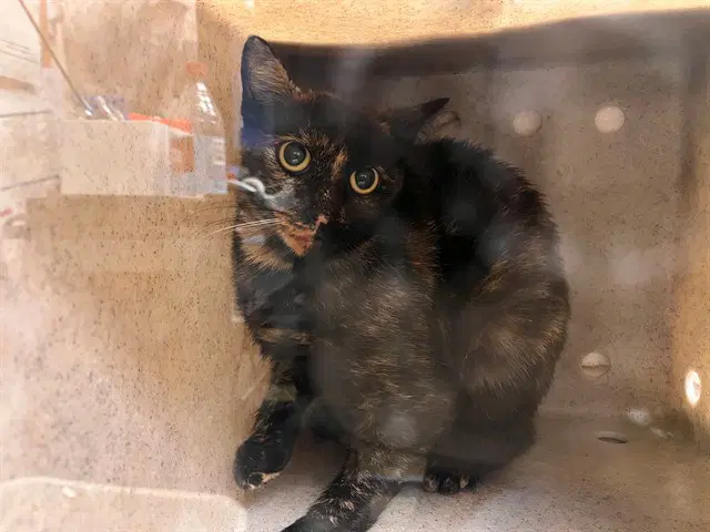 Unknown - Domestic Short Hair