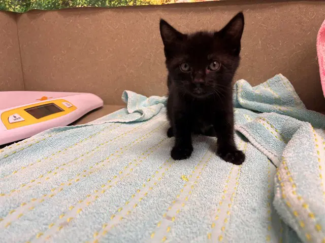 Unknown - Domestic Short Hair