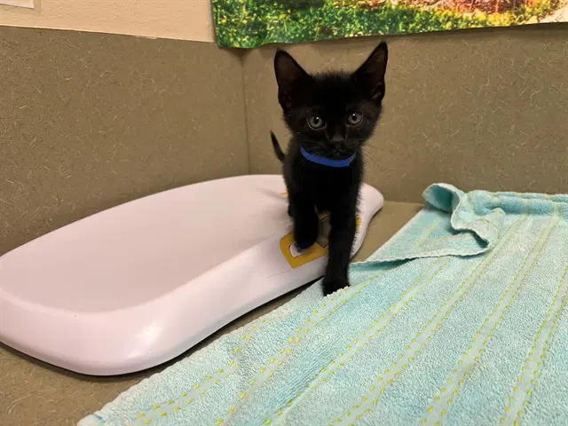 Unknown - Domestic Short Hair