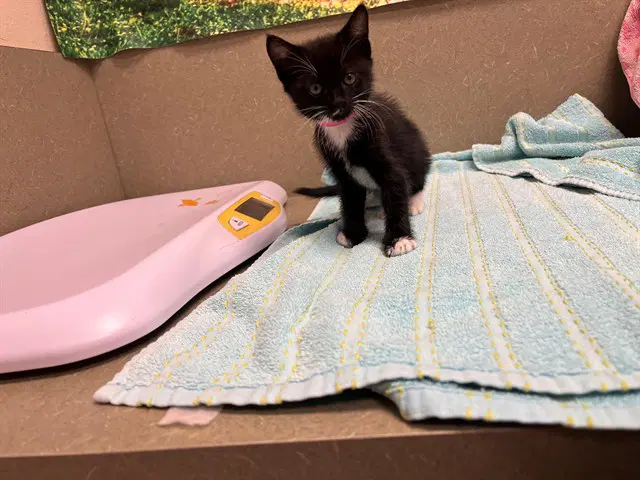 Unknown - Domestic Short Hair