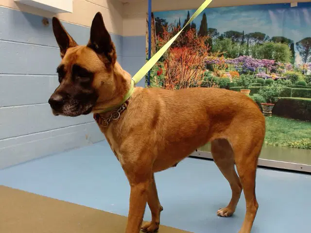 Unknown - Belgian Shepherd Malinois