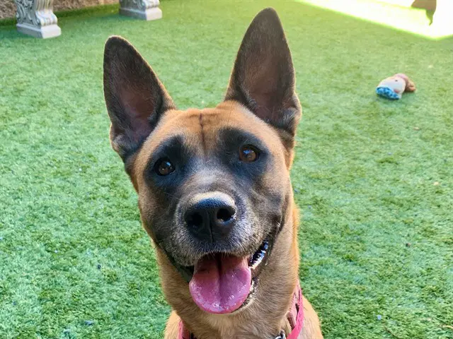 Unknown - Belgian Shepherd Malinois