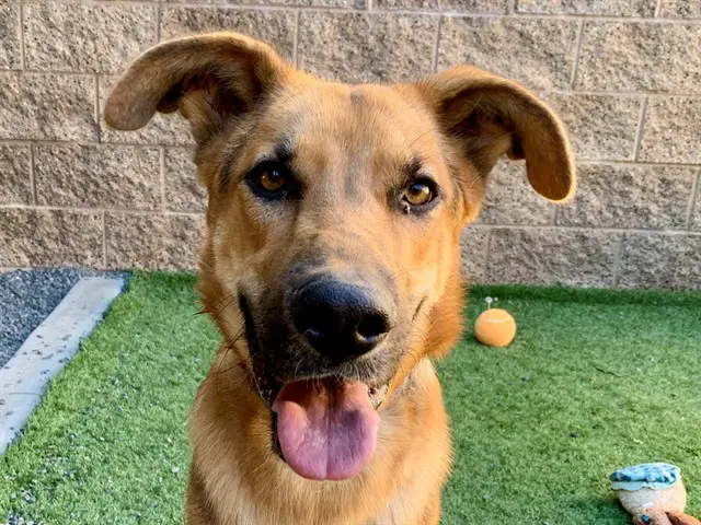 Unknown - German Shepherd Dog