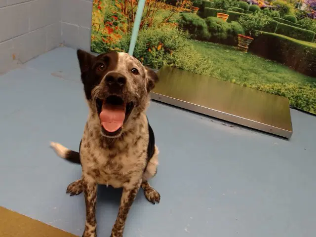 Unknown - Australian Cattle Dog/Blue Heeler