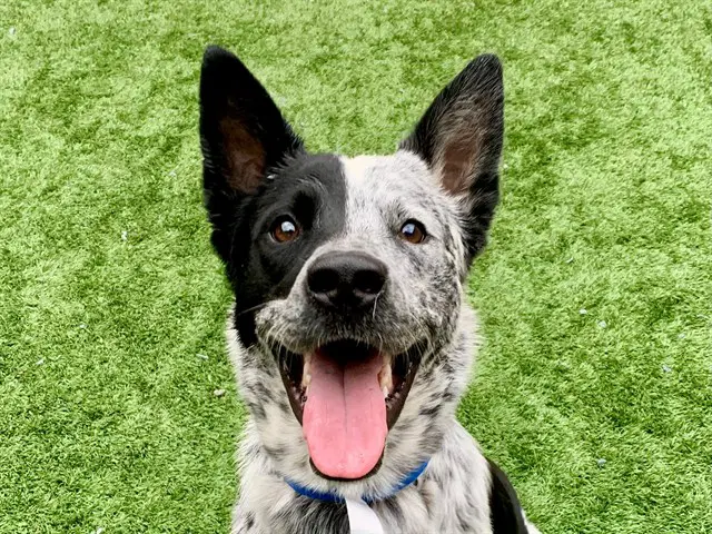 Unknown - Australian Cattle Dog/Blue Heeler