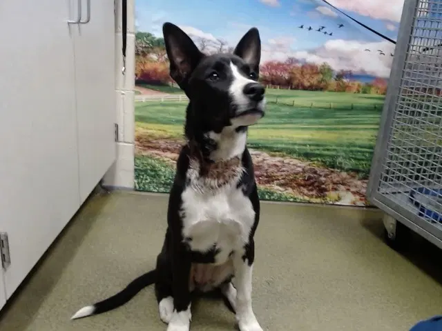 Unknown - Border Collie