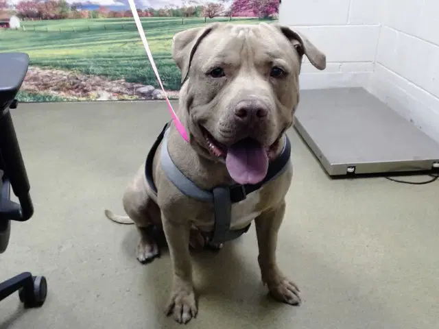 Unknown - Pit Bull Terrier