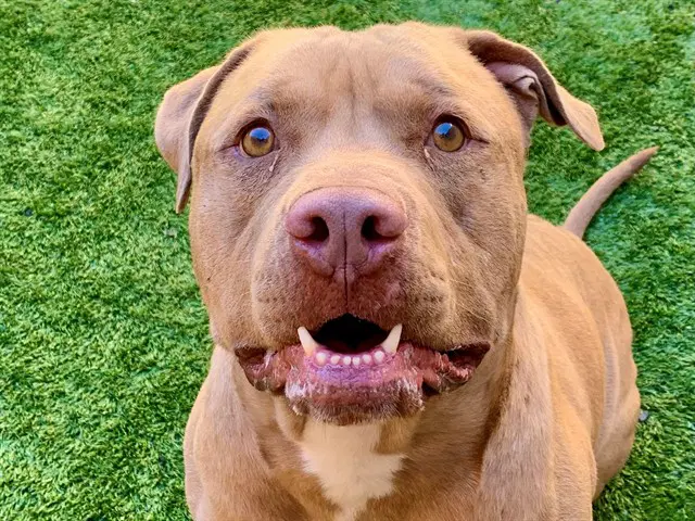 Unknown - Pit Bull Terrier