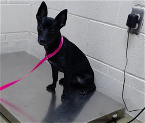 Chuco, Chihuahua / Mixed (medium coat)