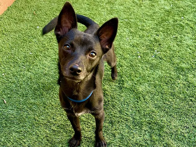 Chuco - Chihuahua