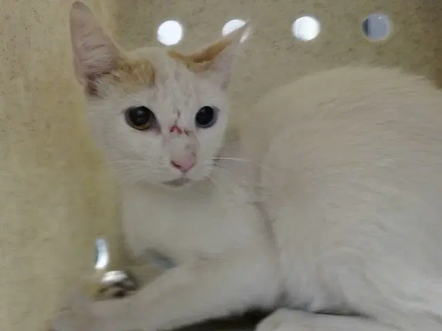 Unknown - Domestic Short Hair