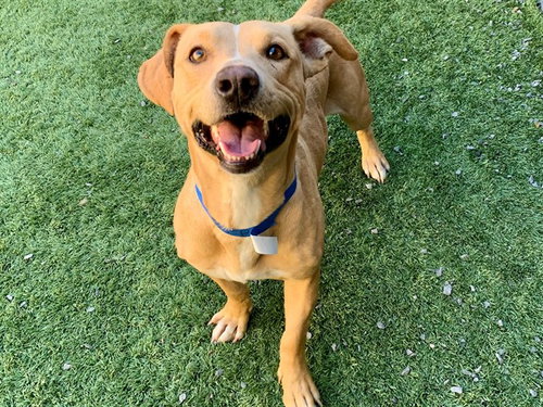 Lemon Sour, Dachshund / Mixed (medium coat)