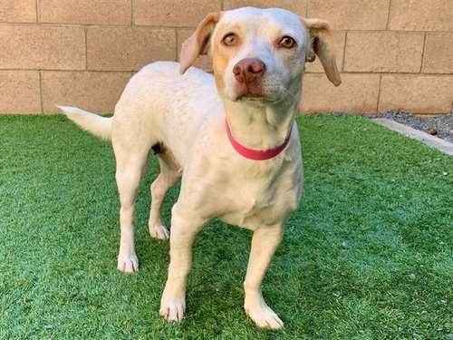 Lemon Drop, Dachshund / Mixed (medium coat)