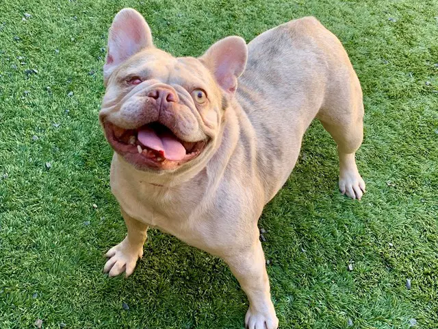 Unknown - French Bulldog